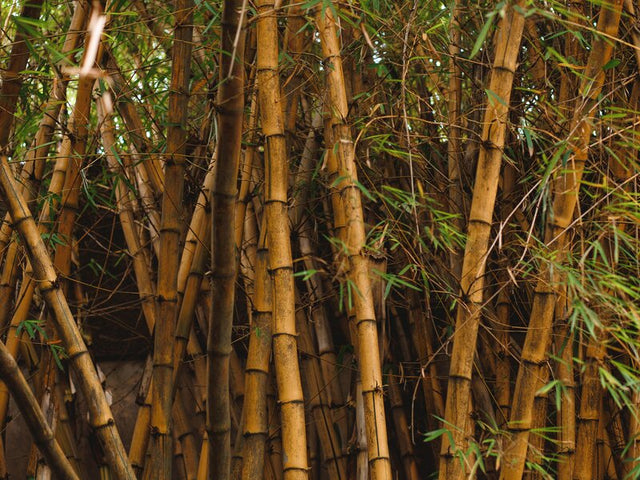 Bamboo