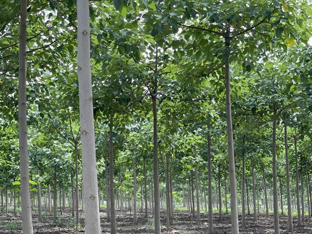 Paulownia