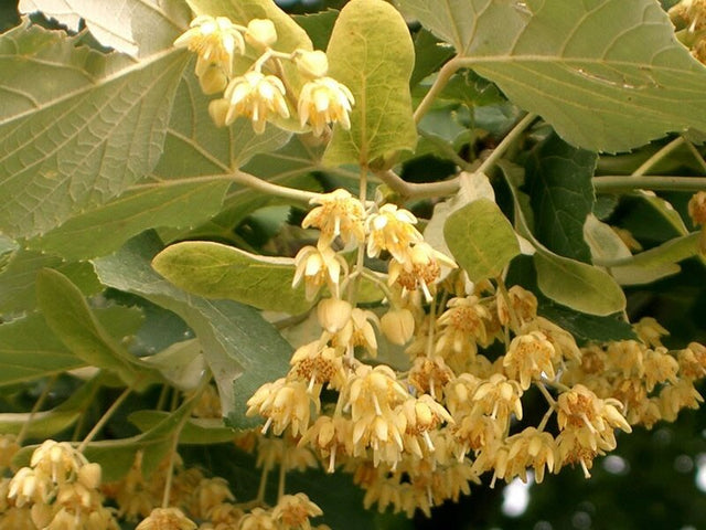 Basswood